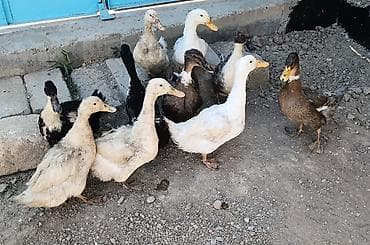 cins toyuqlarin satisi: 10 ədəd ördek satılır 8 dişi 2 ərkək ördəklərdi son — 4