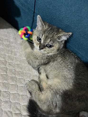 Gəmiricilər: Erkək, Yaxşı əllərə — 5