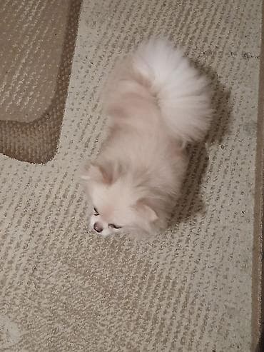 itler pitpul: Şpitz — 2