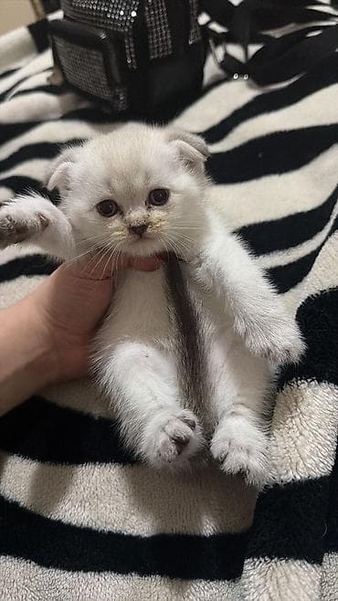 pişiy adları: Britan — 5