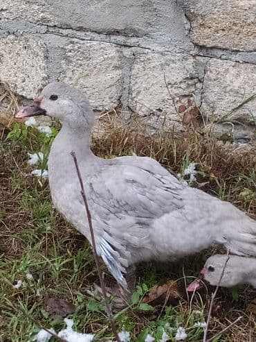 yuxuda ördek balası görmek: Temiz cins agir cekili Lavanda lal ordek balasi satilir xoruzdu 3aylig — 1