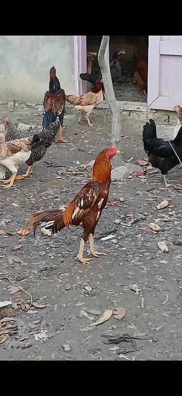 Птицы: Təsvir: - Tovuqçuluq üçün xoruz və toyuqlar qrupu.k - Şəkildə ön — 1