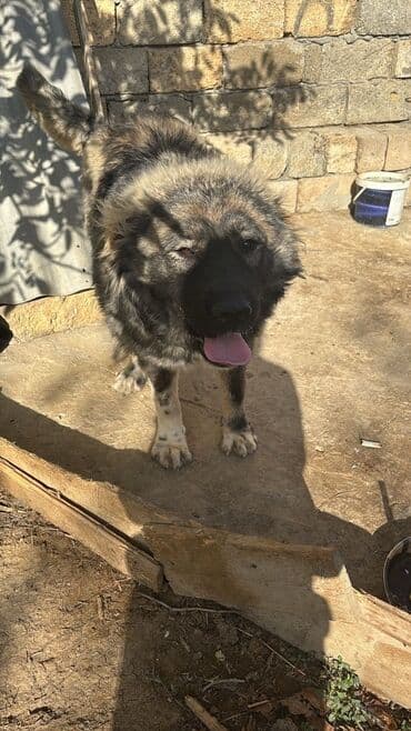 немецкие овчарки щенки купить: Qafqaz çoban iti, 9 ay, Dişi, Peyvəndli, Ünvandan götürmə — 1