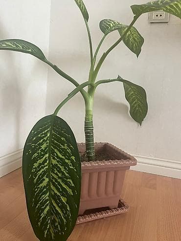 geran gul: Dieffenbachia (Zebrina) otaq gülü - Bitki: Dieffenbachia – iri — 1