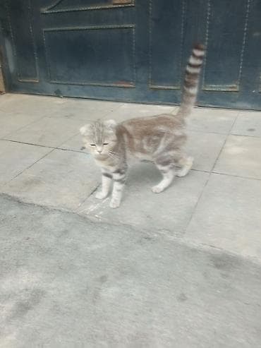 Şotland yastı qulaq