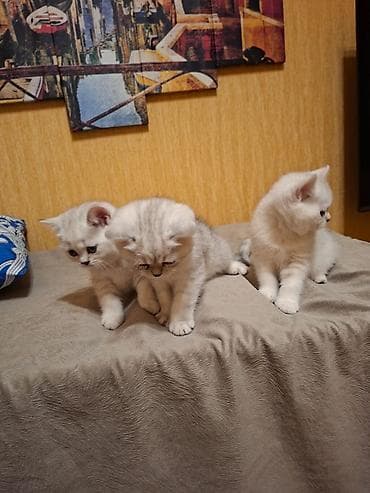 it pişik: Britan — 5