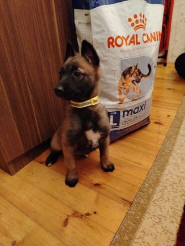 labrador iti: Temiz qan belcika afcarkası 55 günlük super dişi — 2