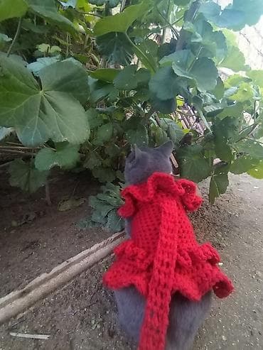 pisik etibarli ellere verilir: Ev pişiyidir. cinsi british. 1 yasi var, disi (adi mikuli) isimle — 10