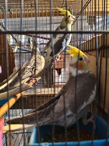 Gəmiricilər: Salam. ENDİRİMLƏR🦜🐦 DANIŞAN VƏ DANIŞMAGA HAZİR OLAN QUŞLAR — 8