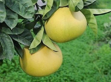 gül dibçək: Greyfurt ağacları.Dibçekde böyelen.Sifarişləri Bakıya çatdırmaq — 1