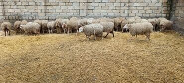 quzu satılır: Satılır: Quzu sürüsü - Növ: Yerli ətlik–yunuq quzuler (qarışıq). - — 1