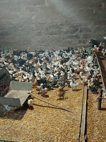 cücə: Toyuq cücələri, Ətlik — 2