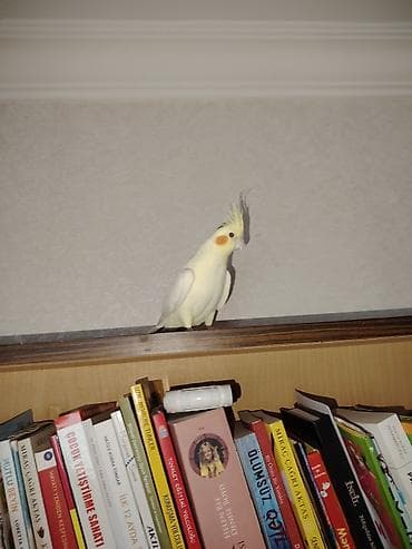 Gəmiricilər: Qəfəsi ilə birlikdə satılır. Ələ örgəşdirilməsi asandı. Ev şəraitində — 1