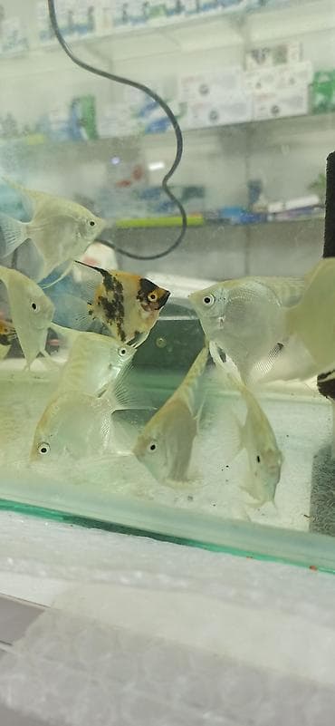 Mələk balığı (skalyari), Sülhsevər