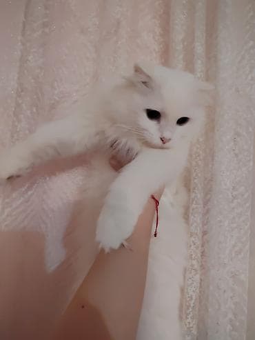 Türk anqora, Dişi, Ünvandan götürmə