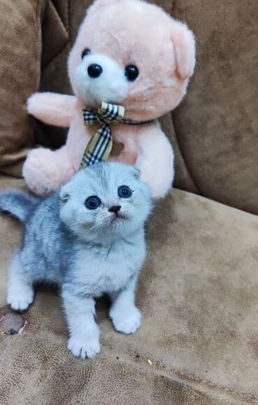 van pişiyi qiymeti: Britan yastı qulaq, Erkək, Dişi, Yaxşı əllərə, Ünvandan götürmə, Pulsuz çatdırılma, Ödənişli çatdırılma — 3