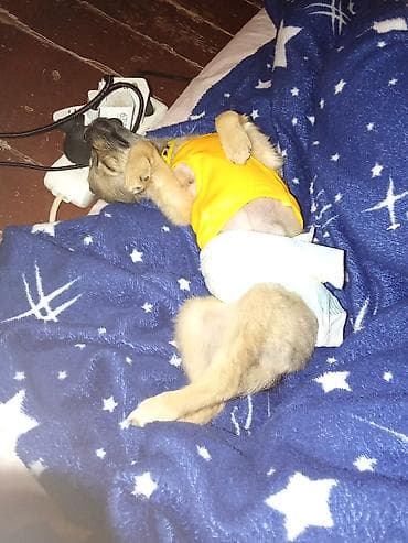 it bazari 2019: 3 ay, Erkek, Peyvəndli — 3