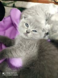 Информатика: Шотландская, Самец, Самка, Самовывоз at lalafo.az — 5 Информатика: Шотландская, Самец, Самка, Самовывоз — 5