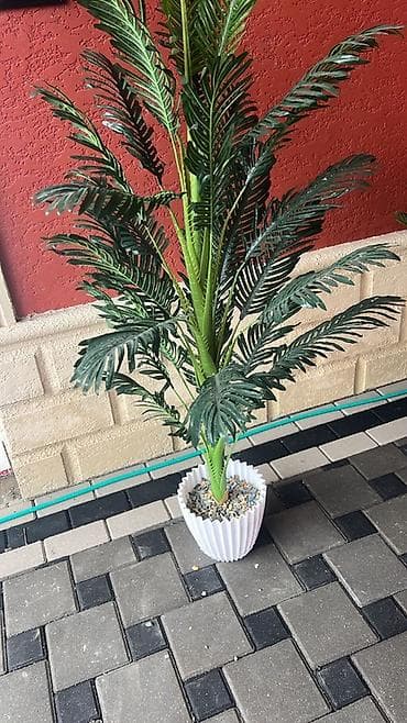 yun xalça: Məhsul: Dekorativ tebii tropik bitkilər (saksıda) Təsvir: - Realistik — 4