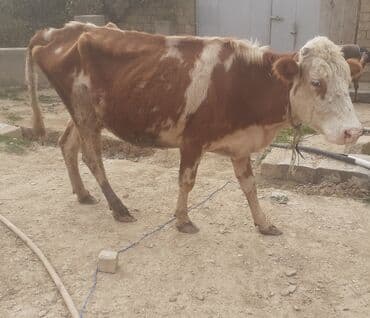 smental inekler: Simentaldan dönme inek Saxlanmali damazligdi Qiymeti 850 manat — 2