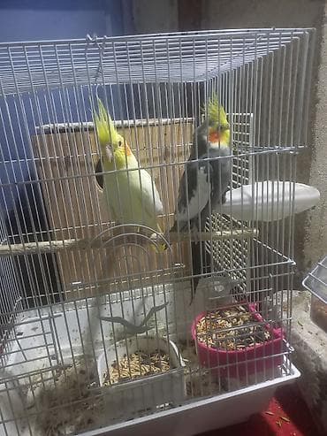 kərtənkələ: Karella Tutuqusu 1 cut qefesle beraber yuvasinda yumurtasida var — 2