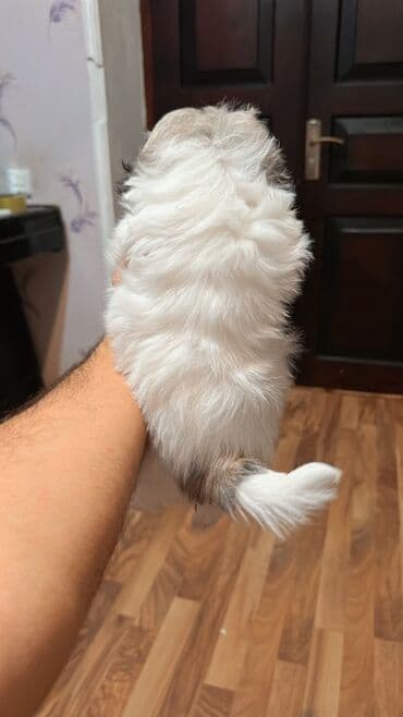 qax heyvanlar: Shi-tsu, 1 ay, Dişi, Peyvəndli, Ünvandan götürmə — 2