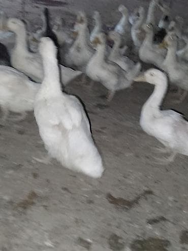 ordək balası və cucə: Satışda ördək sürüsü - Növ: ağ və qarışıq rəngli ev ördəkləri — 9