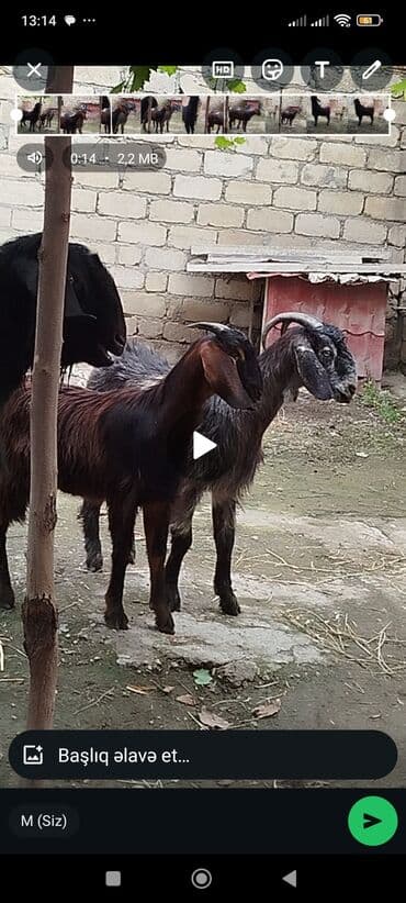 Şəki tipli keçilər dəstəsi - Sayı: 3 baş (1 erkək teke, 2 dişi) -