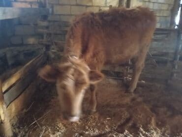 Защитные пленки и стекла: Теленок, Самец, месяцев: 6, Для мяса — 3