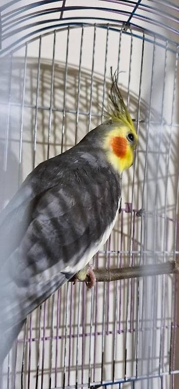 hinduwka satiwi: Dişləmir böyük 11 aylıqdı balaca 2 aylıq Balaca tam əlquşudur. Böyük — 4