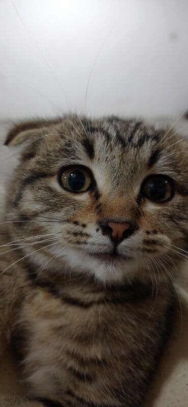 ingilis setteri it cinsinin digər adı nədi: Britan yastı qulaq, Erkək, Yaxşı əllərə, Ünvandan götürmə — 5