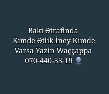 Xidmət: Bakı və ətraf ərazilərdə ətlik inək axtarışı Təsvir: -