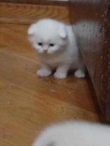 pişiy adları: Şotland, Erkək, Dişi, Yaxşı əllərə — 5