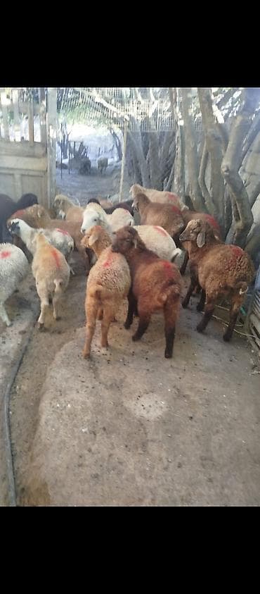 quzu qəlibi: Quzular satılır erkeydi dişili qiyməti 215 AZN — 1