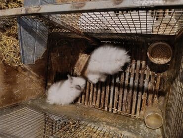 dovşanlar karlik: Məhsul: Ev dovşanları (bir neçə bala karlik ve qarisiq cinsler.) — 6