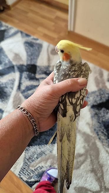 С/х животные и товары: Əlavə məlumat üçün nömrəylə əlaqə saxlayın — 1