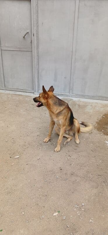 barter it: İtlər — 1