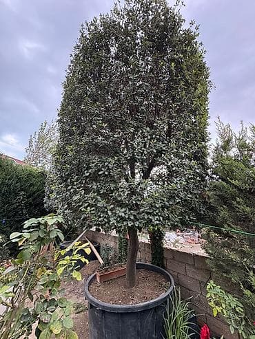 donuz sala: Evergreen dekorativ ağac – formalı tacla - Bitki tipi: Həmişəyaşıl — 3