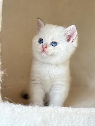 meymun bala: Britan, Erkək, Dişi, Yaxşı əllərə, Ünvandan götürmə, Pulsuz çatdırılma, Ödənişli çatdırılma — 2