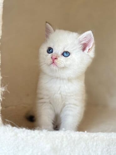 Balıqlar: Britan yastı qulaq, Erkək, Dişi, Yaxşı əllərə, Ünvandan götürmə, Pulsuz çatdırılma, Ödənişli çatdırılma — 9