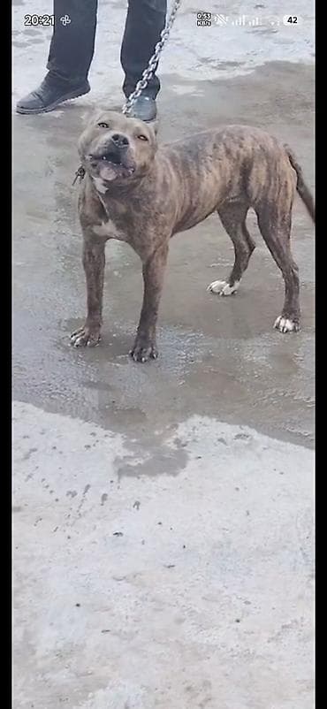 tük töken: Pitbul, 10 ay, Dişi, Peyvəndli — 4