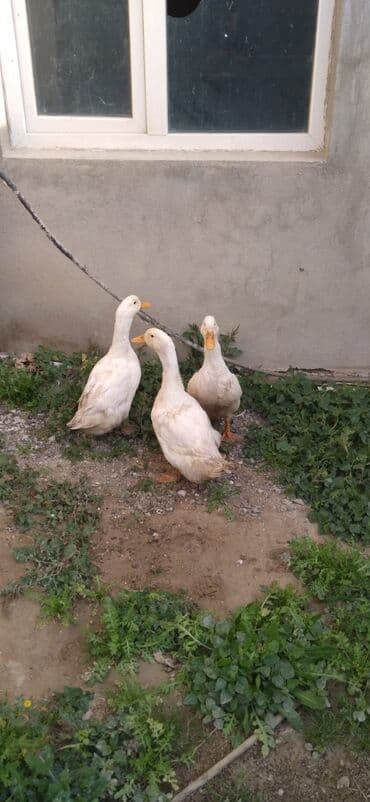 ağ toyuq: Satılır: ördəklər - Növ: ev ördəyi (ağ rəngli, narıncı dimdik və — 1