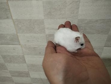 gəmirici: Məhsul: Cırtdan hamsterlər (Djungarian/campbell tipli) Rənglər: tam — 1