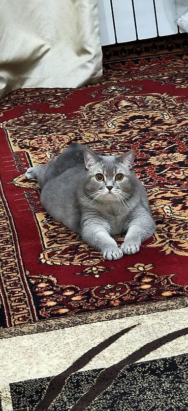 heyvanlar: Yaxşı əllərə — 5