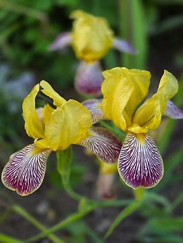 sogan gulleri: Bağ bitkiləri – Hosta və İris (bir neçə sort) - Hosta (yapraqlı — 4