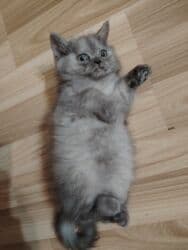 pişik satisi 2022: Britan, Erkək, Dişi, Ünvandan götürmə — 5