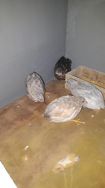 Cin bildircin mayali yumurtalari.rahatliqla inkubatorda cixilar ve — 5