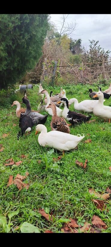 cins ineklerin qiymeti: Məhsul: ördək sürüsü Təsvir: - Çoxrəngli və müxtəlif cinslərdən olan — 4