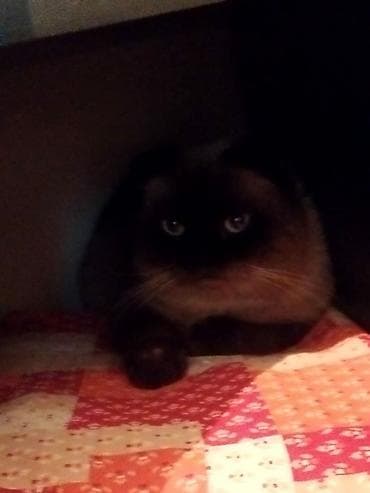 pişik eşyalari: Şotland yastı qulaq — 2