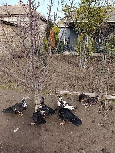 ordek yumurtası: Muscovy (indo) ördəkləri satılır – müxtəlif rənglərdə (qara, ağ-qara — 3
